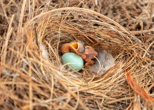 Hungry Eastern Bluebird Sialia Sialis Hatchling Nest Bonita Springs Florida — Stock Photo, Image