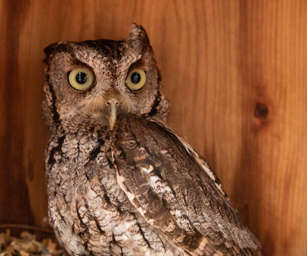 Alert female eastern screech owl Megascops asio in a nest box in Bonita Springs, Florida