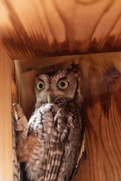 Alerte Fêmea Oriental Coruja Screech Megascops Asio Uma Caixa Ninho — Fotografia de Stock