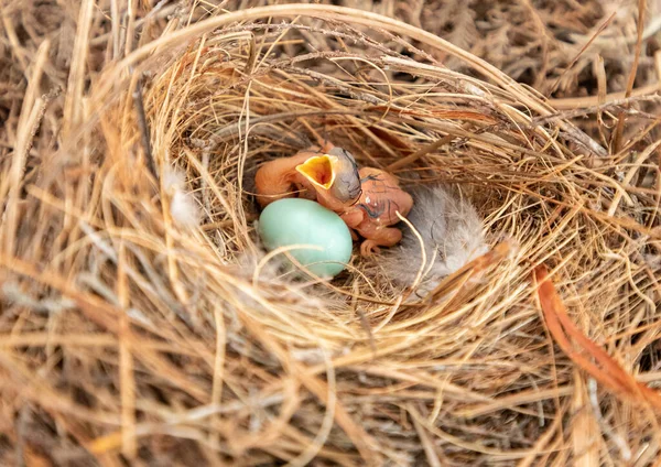 Hungry Eastern Bluebird Sialia Sialis Hatchling Nest Bonita Springs Florida — Stock Photo, Image