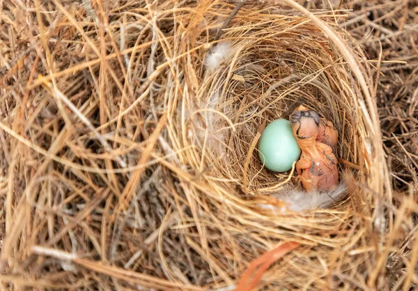 フロリダ州ボニタ スプリングスの巣に孵化した新生児東ブルーバード シリアリス — ストック写真