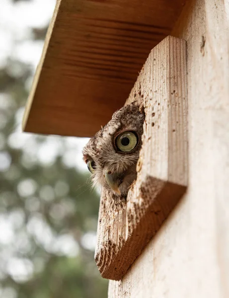 Vrouwelijke Oosterse Krijsuil Megascops Asio Peers Uit Een Nest Box — Stockfoto