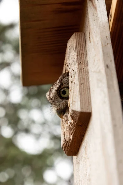 Vrouwelijke Oosterse Krijsuil Megascops Asio Peers Uit Een Nest Box — Stockfoto