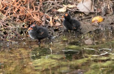 Gallinula galeata yavrusu Napoli, Florida 'da bir bataklıkta yiyecek arıyor..