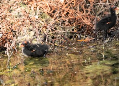 Gallinula galeata yavrusu Napoli, Florida 'da bir bataklıkta yiyecek arıyor..