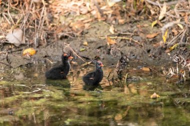 Gallinula galeata yavrusu Napoli, Florida 'da bir bataklıkta yiyecek arıyor..