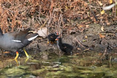Gallinula galeata yavrusu Napoli, Florida 'da bir bataklıkta yiyecek arıyor..