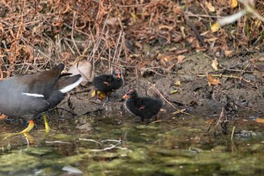 Gallinula galeata yavrusu Napoli, Florida 'da bir bataklıkta yiyecek arıyor..