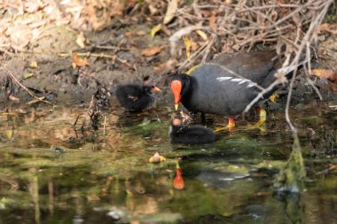 Genç Gallinule yavrusu Gallinula Galeata Napoli, Florida 'da bir bataklıkta yemek için annesine yalvarıyor..