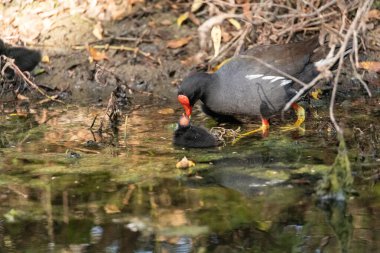 Genç Gallinule yavrusu Gallinula Galeata Napoli, Florida 'da bir bataklıkta yemek için annesine yalvarıyor..