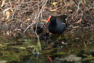 Genç Gallinule yavrusu Gallinula Galeata Napoli, Florida 'da bir bataklıkta yemek için annesine yalvarıyor..