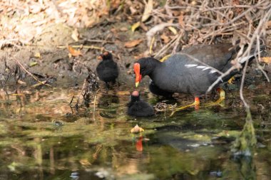 Genç Gallinule yavrusu Gallinula Galeata Napoli, Florida 'da bir bataklıkta yemek için annesine yalvarıyor..
