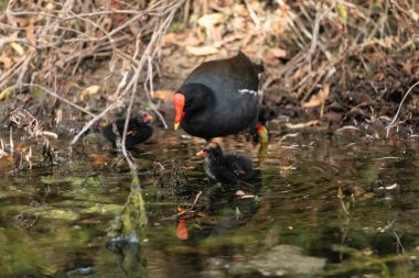 Genç Gallinule yavrusu Gallinula Galeata Napoli, Florida 'da bir bataklıkta yemek için annesine yalvarıyor..