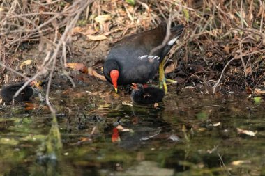Genç Gallinule yavrusu Gallinula Galeata Napoli, Florida 'da bir bataklıkta yemek için annesine yalvarıyor..