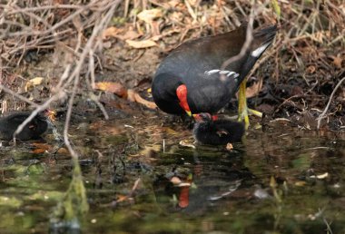 Genç Gallinule yavrusu Gallinula Galeata Napoli, Florida 'da bir bataklıkta yemek için annesine yalvarıyor..