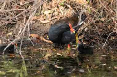 Genç Gallinule yavrusu Gallinula Galeata Napoli, Florida 'da bir bataklıkta yemek için annesine yalvarıyor..