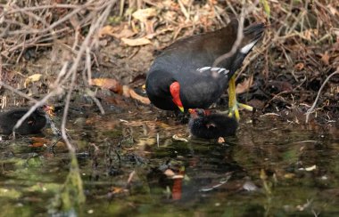Genç Gallinule yavrusu Gallinula Galeata Napoli, Florida 'da bir bataklıkta yemek için annesine yalvarıyor..