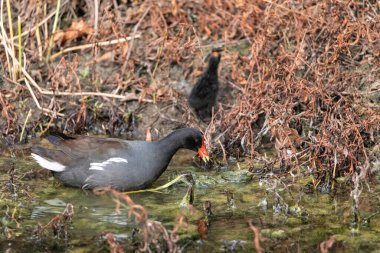 Genç Gallinule yavrusu Gallinula Galeata Napoli, Florida 'da bir bataklıkta yemek için annesine yalvarıyor..