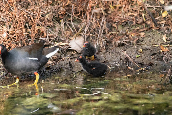 Детеныш обыкновенной галлинулы цыпленок Gallinula galeata собирает пищу в болоте Неаполя, штат Флорида.