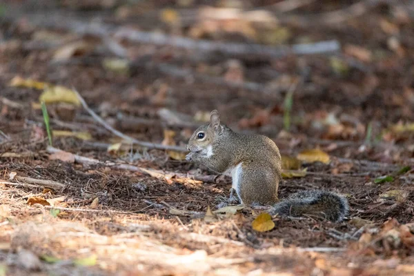 Juvenile Eastern Gray Squirrel Sciurus Carolinensis Eats Acorn Ground Naples — Stock Photo, Image