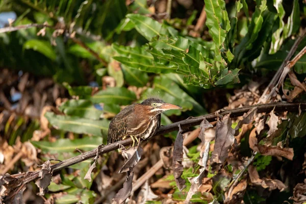 Fuzzy Jeugdige Kleine Groene Reiger Butorides Virescens Zitstokken Een Tak — Stockfoto