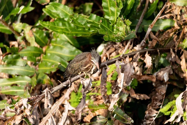 Fuzzy Jeugdige Kleine Groene Reiger Butorides Virescens Zitstokken Een Tak — Stockfoto