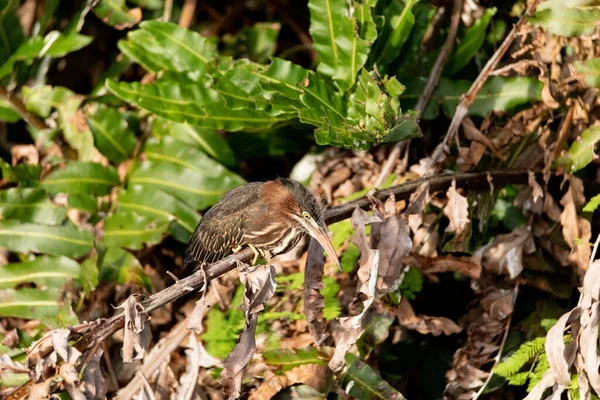 Fuzzy Jeugdige Kleine Groene Reiger Butorides Virescens Zitstokken Een Tak — Stockfoto