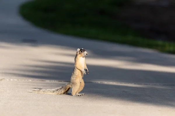 Fox Esquilo Sciurus Niger Fica Suas Patas Traseiras Como Ele — Fotografia de Stock