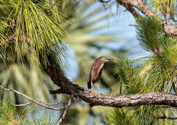 Héron Vert Adulte Butorides Virescens Perches Haut Dessus Naples Floride — Photo