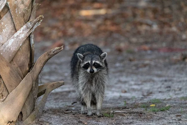 Jovem Guaxinim Procyon Lotor Arrasta Para Frente Como Ele Forragens — Fotografia de Stock