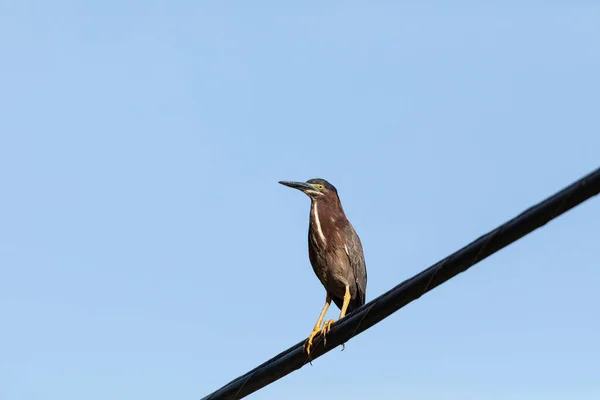 Vuxen Grön Heron Butorides Virescens Sittpinnar Högt Över Neapel Florida — Stockfoto