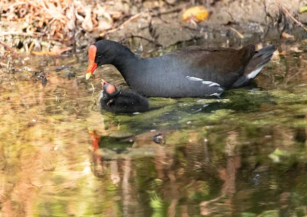 Mladé Obyčejné Gallinule Kuřátko Gallinula Galeata Prosí Svou Matku Jídlo — Stock fotografie