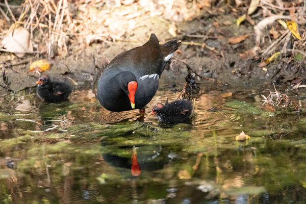 Молодая телка Gallinula galeata просит у матери еды в болоте Неаполя, штат Флорида..
