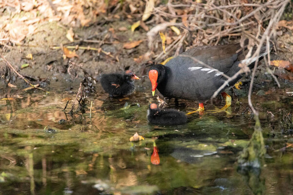 Молодая телка Gallinula galeata просит у матери еды в болоте Неаполя, штат Флорида..