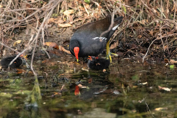 Молодая телка Gallinula galeata просит у матери еды в болоте Неаполя, штат Флорида..