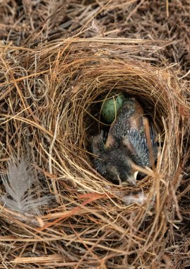 Yumurtadan çıkan Doğu Mavi Kuş Sialia Sialis baharda Bonita Springs, Florida 'da bir yuvada.