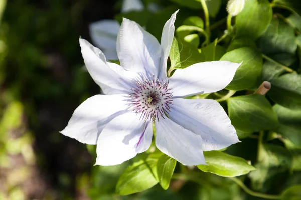 Jasnofioletowy Kwiat Bulwaru Clematis Kwitnie Neapolu Floryda Ogrodzie Botanicznym — Zdjęcie stockowe