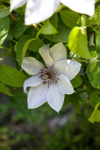 Flor Púrpura Clara Bulevar Clematis Floresce Nápoles Flórida Jardim Botânico — Fotografia de Stock