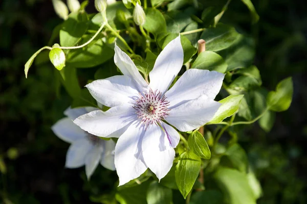 Flor Púrpura Clara Bulevar Clematis Floresce Nápoles Flórida Jardim Botânico — Fotografia de Stock