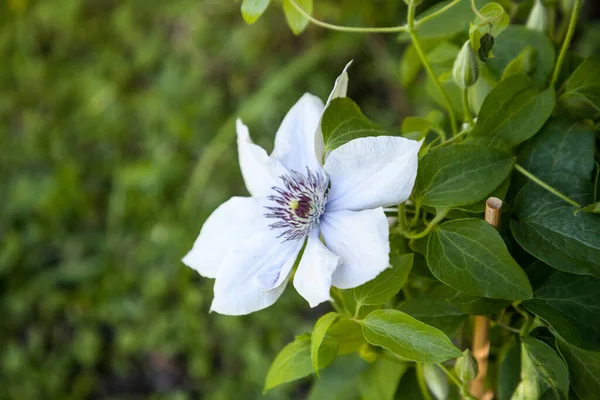 Jasnofioletowy Kwiat Bulwaru Clematis Kwitnie Neapolu Floryda Ogrodzie Botanicznym — Zdjęcie stockowe