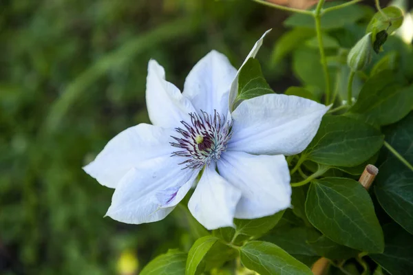 Jasnofioletowy Kwiat Bulwaru Clematis Kwitnie Neapolu Floryda Ogrodzie Botanicznym — Zdjęcie stockowe