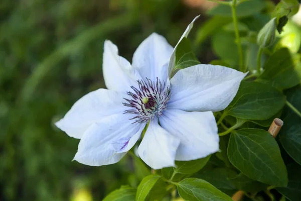 Flor Púrpura Claro Boulevard Clematis Florece Nápoles Florida Jardín Botánico — Foto de Stock