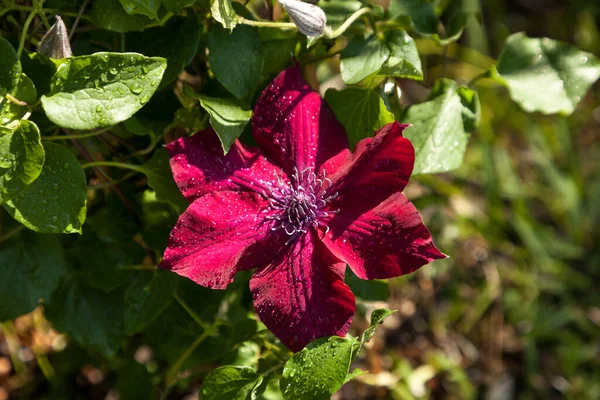 Красный Цветок Бульвара Нубии Клематис Цветет Неаполе Штат Флорида Ботаническом — стоковое фото