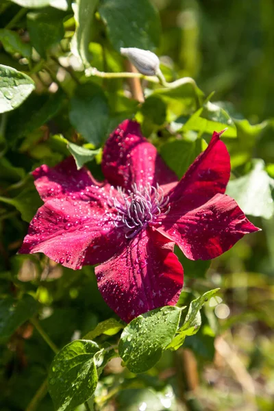 Czerwony Kwiat Nubia Boulevard Clematis Kwitnie Neapolu Floryda Ogrodzie Botanicznym — Zdjęcie stockowe