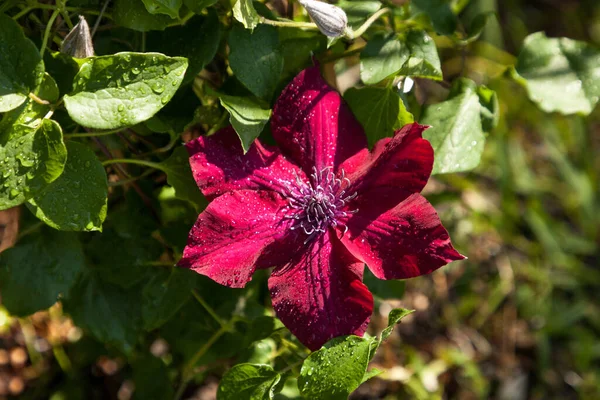 Czerwony Kwiat Nubia Boulevard Clematis Kwitnie Neapolu Floryda Ogrodzie Botanicznym — Zdjęcie stockowe