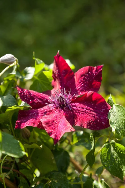 Nubia Bulvarı Nın Kırmızı Çiçeği Clematis Napoli Florida Bir Botanik — Stok fotoğraf