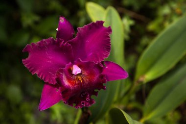 Mor kırmızı Cattleya orkidesi çiçek açtı Napoli, Florida 'da bir bahçede.
