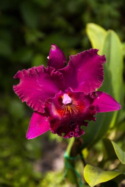 Mor kırmızı Cattleya orkidesi çiçek açtı Napoli, Florida 'da bir bahçede.