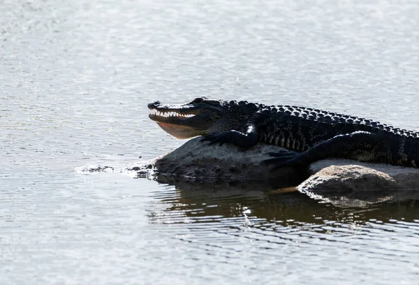 Jacaré Americano Alligator Mississippiensis Com Boca Aberta Enquanto Repousa Sobre — Fotografia de Stock