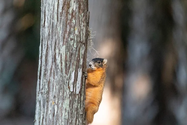 Ardilla Zorra Sciurus Niger Sobre Pino Nápoles Florida — Foto de Stock